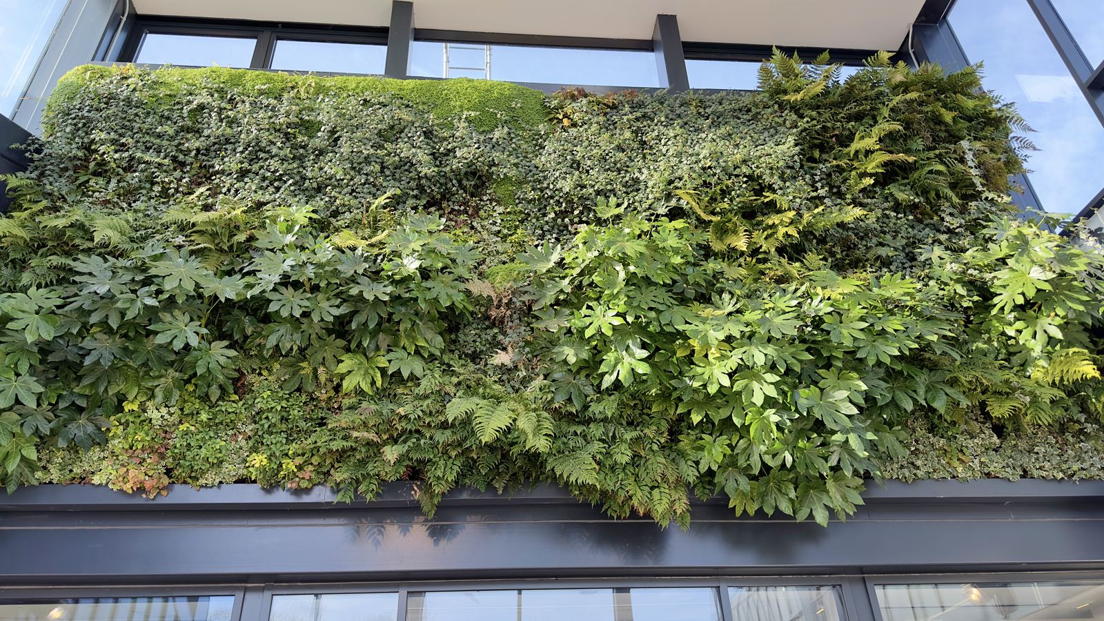 Vertikale living wall mit dichtem Pflanzenbewuchs in Hempstead Valley